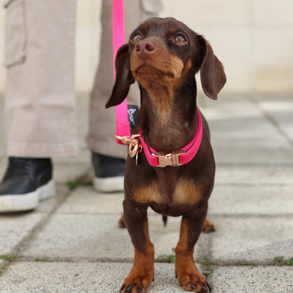 Elegantna Ogrlica Hot pink u jarkoj pink boji sa rosegold metalima na braon psu