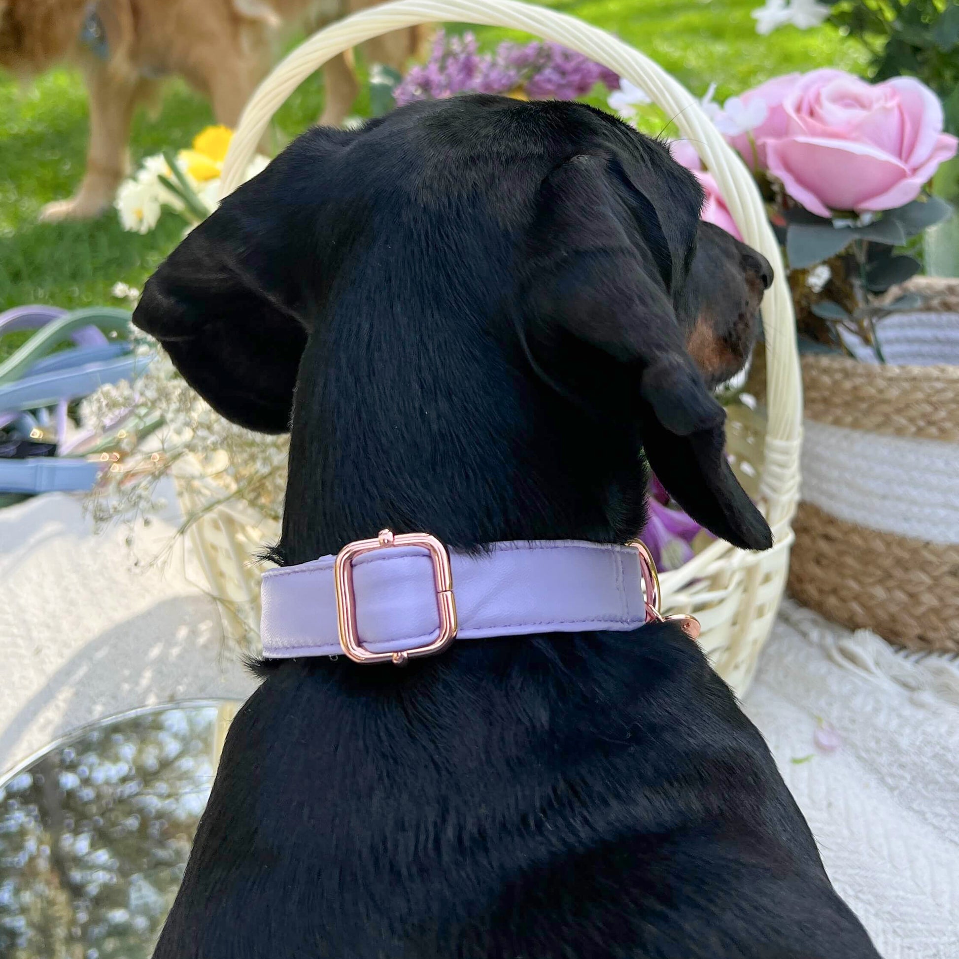 Lilac ogrlica u ljubičastoj boji sa rosegold metalnim delovima od modne eko kože na crnom psu