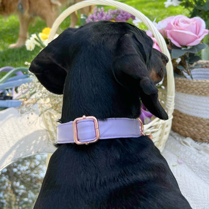 Lilac ogrlica u ljubičastoj boji sa rosegold metalnim delovima od modne eko kože na crnom psu