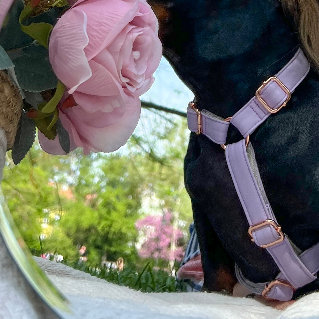 Lilac am u ljubicastoj boji sa rosegold metalnim delovima na crnom psu